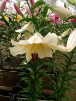 [3164 Santini World B No102.JPG]